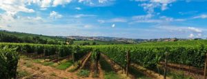 Read more about the article פיימונטה: אזור היין היוקרתי ביותר באיטליה?