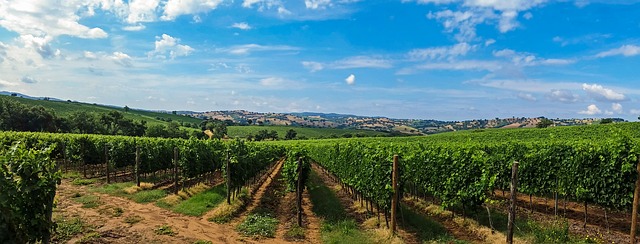 You are currently viewing פיימונטה: אזור היין היוקרתי ביותר באיטליה?